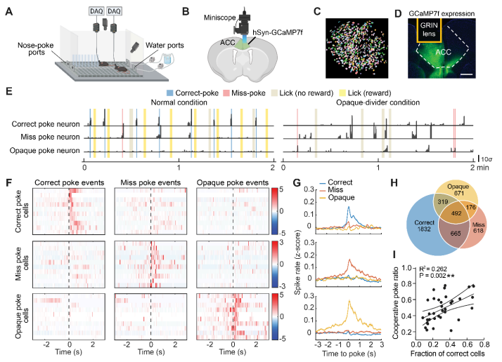 图丨抑制 ACC 神经活动会损害合作行为（来源：Science）