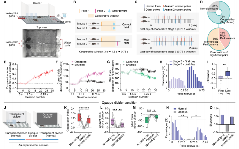 图丨小鼠通过合作行为获得互利的回报（来源：Science）