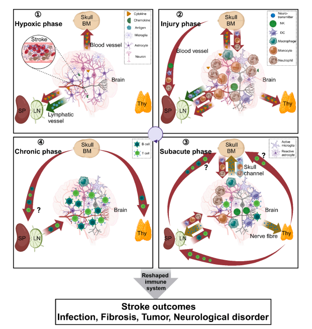 EBioMedicine：突破 stroke 治疗困境——“血管 - 免疫 - 神经网络” 新范式，为脑保护带来曙光|中风|免疫|血管
