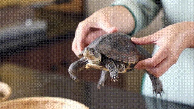 图为制作龟苓膏所需要的龟。王伟臣 摄