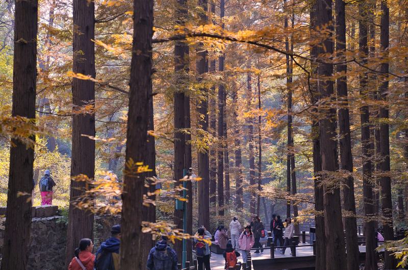 10月28日,国家植物园,樱桃沟景区成片水杉林褪去翠绿,换上橙红与金黄交织的盛装。新京报记 薛珺 摄