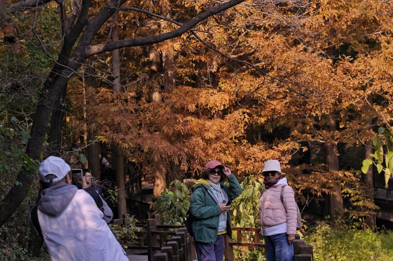 10月28日,国家植物园,游客在樱桃沟景区水杉林拍照留影。新京报记 薛珺 摄