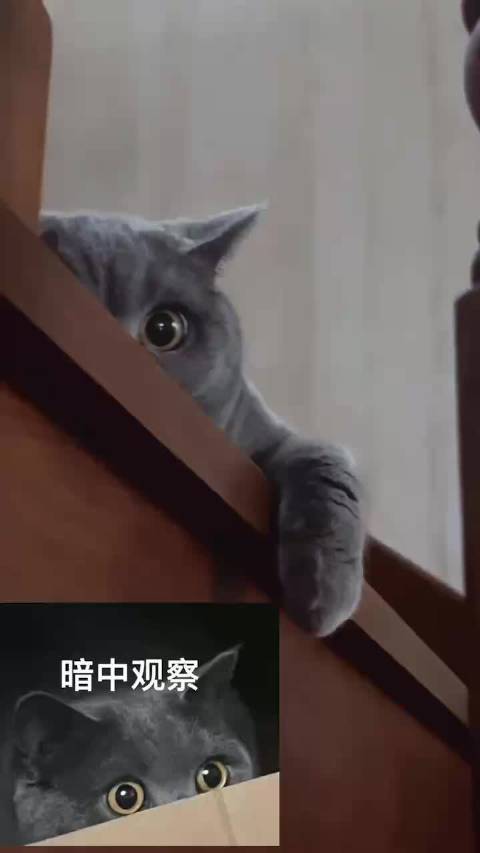 傻猫：你是谁？你要干嘛？_新浪新闻