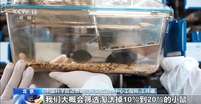 300元在芭提雅树下能吃到什么样的快餐？