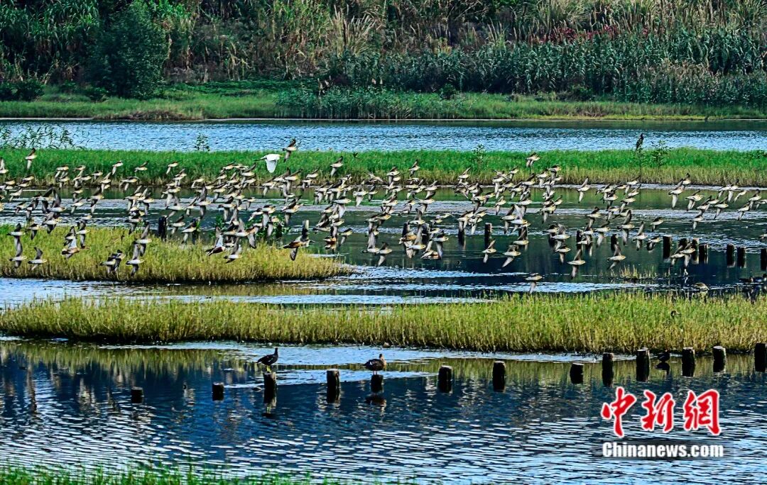 深圳华侨城湿地东滩。