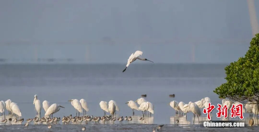 “顶流明星”黑脸琵鹭（上）与白鹭等水鸟。鹿向荣 摄