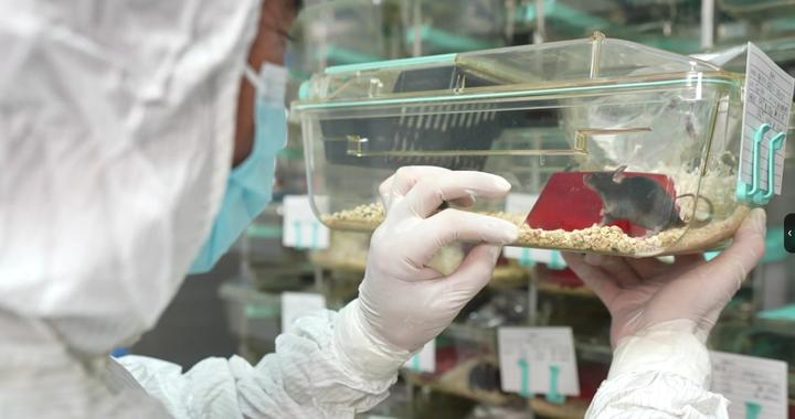 4只小鼠将住“太空宿舍”！中国空间站首次开展这项实验