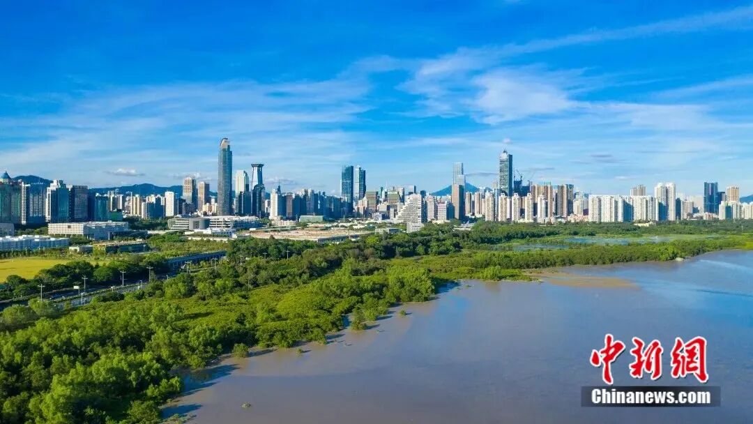 深圳湾风光。