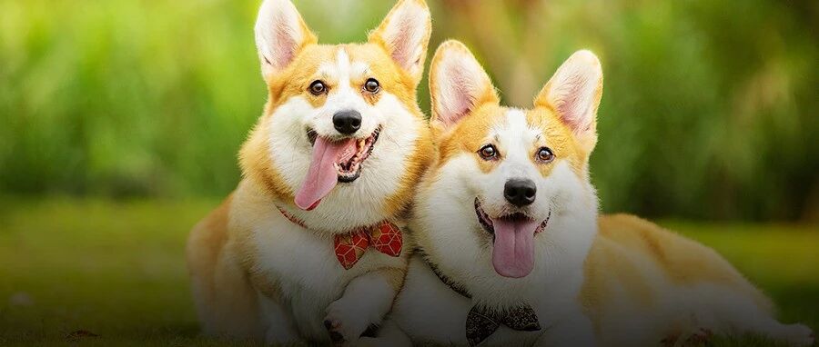 专注宠物卫护30载，它能靠宠物食品构建起第二增长曲线？