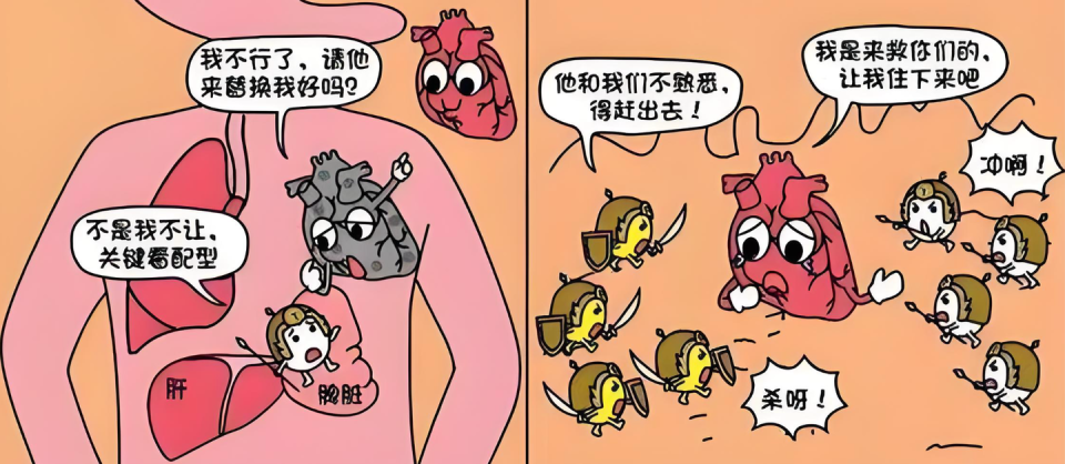 67岁男子接受猪肾脏移植近9个月被摘除，这项手术的难点在哪？