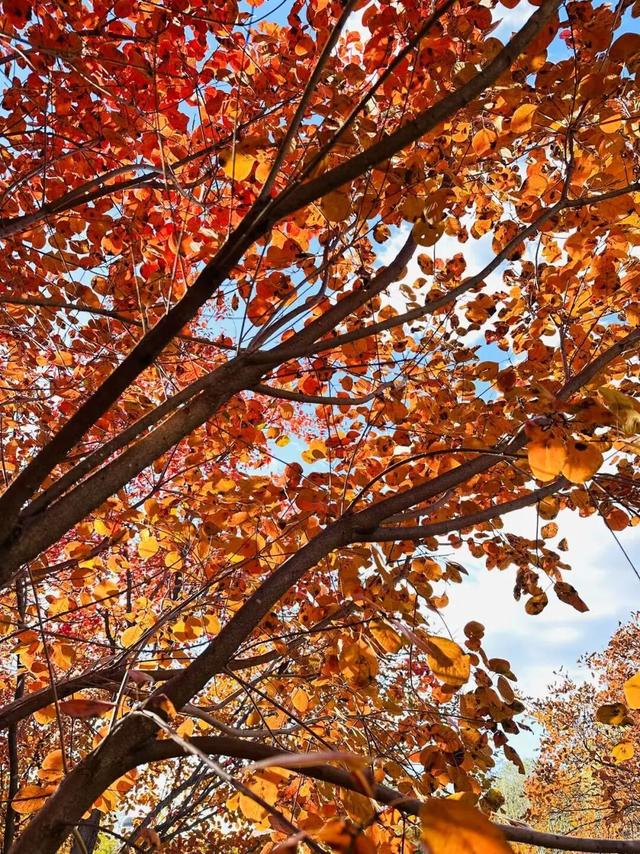 附近100快餐二维码深度解析,餐饮数字化变革的微观样本