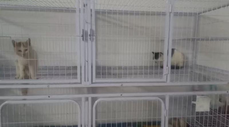 收留在安置点的猫。受访者供图