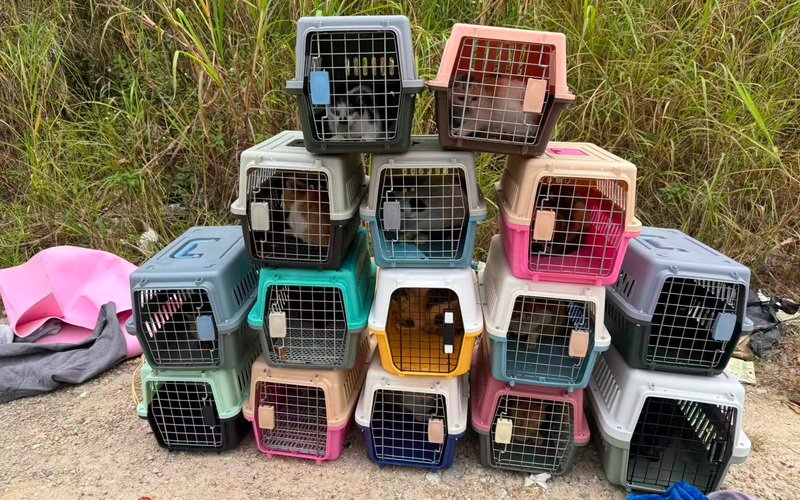 现场被救助的猫。受访者供图