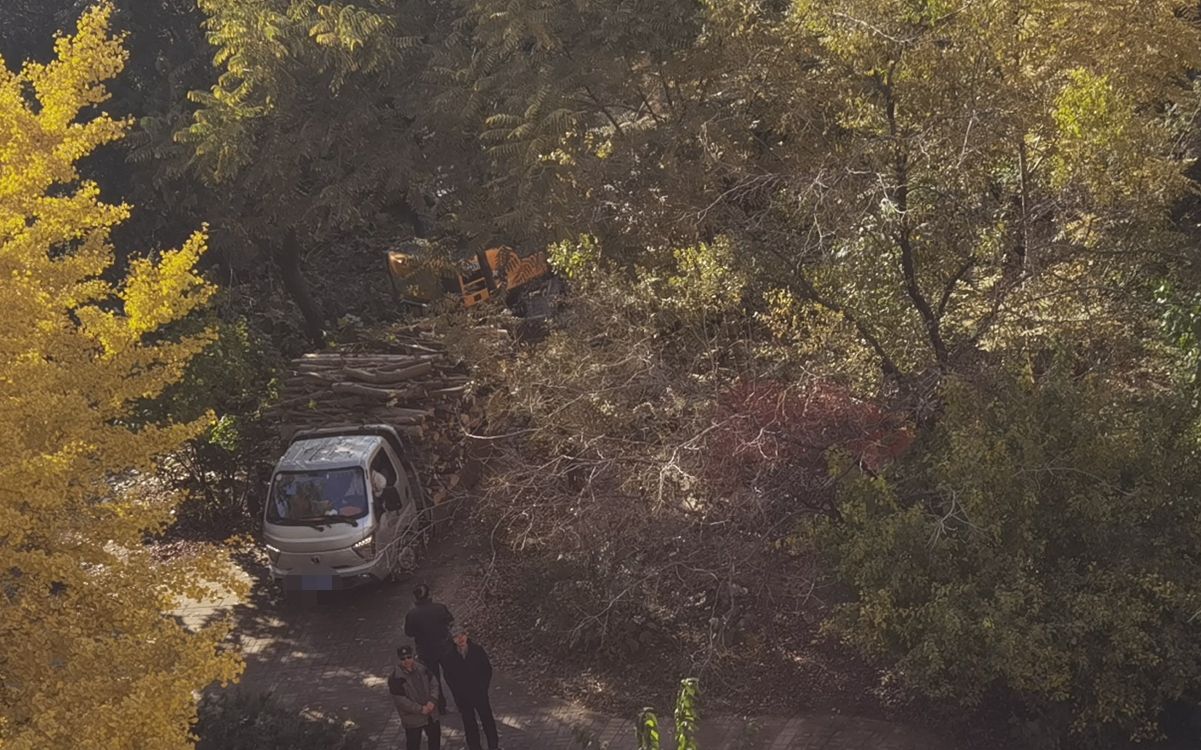 小区树木修剪谁来管？一住户私自砍树将面临处罚｜有事儿@新京报