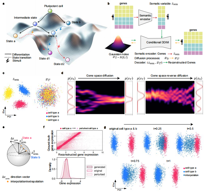 图丨Squidiff 概述以及它在合成数据方面的性能（来源：Nature Methods）