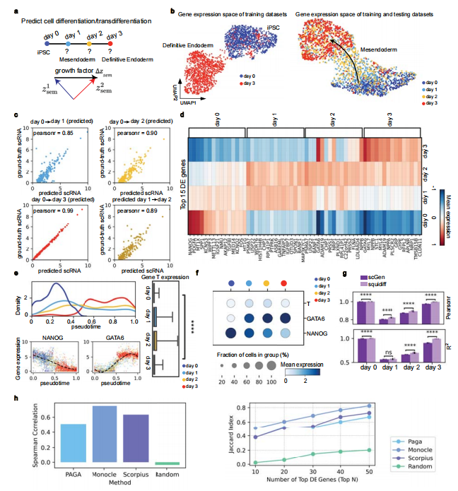图丨Squidiff 预测细胞分化（来源：Nature Methods）