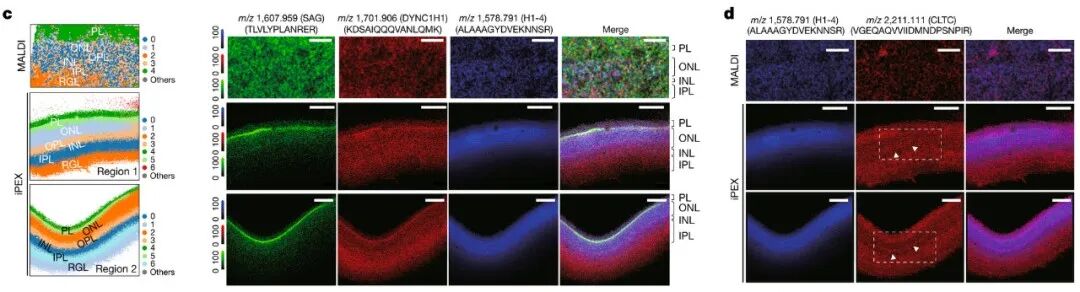 （来源：Nature）