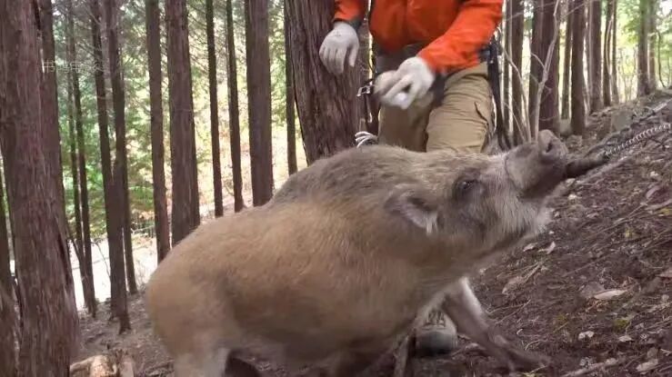 道一打猎时捕获的野猪。图源：其小红书账号@财神爷你给我把钱放我包里来