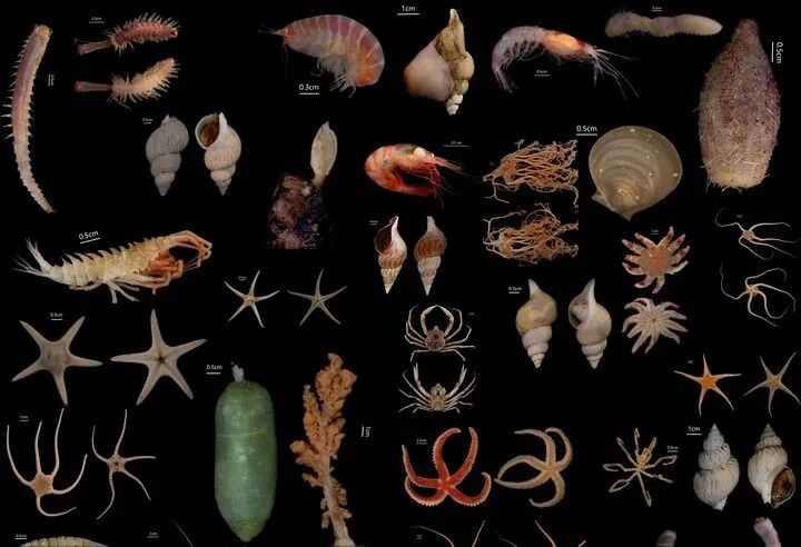 考察队获取的部分底栖生物样品。刘坤供图