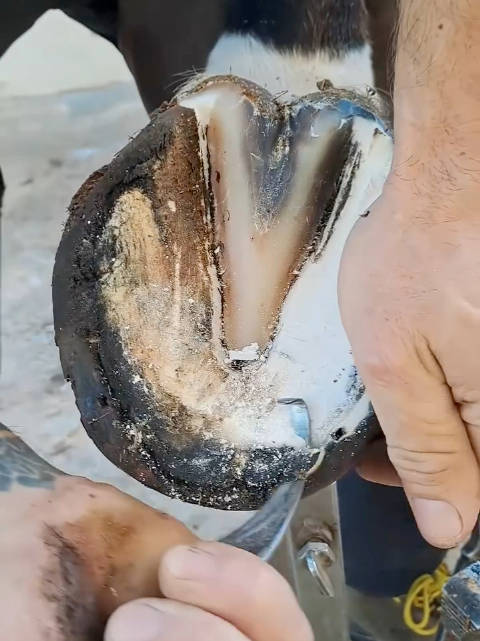 马蹄为何需定期清理与钉马掌_新浪新闻