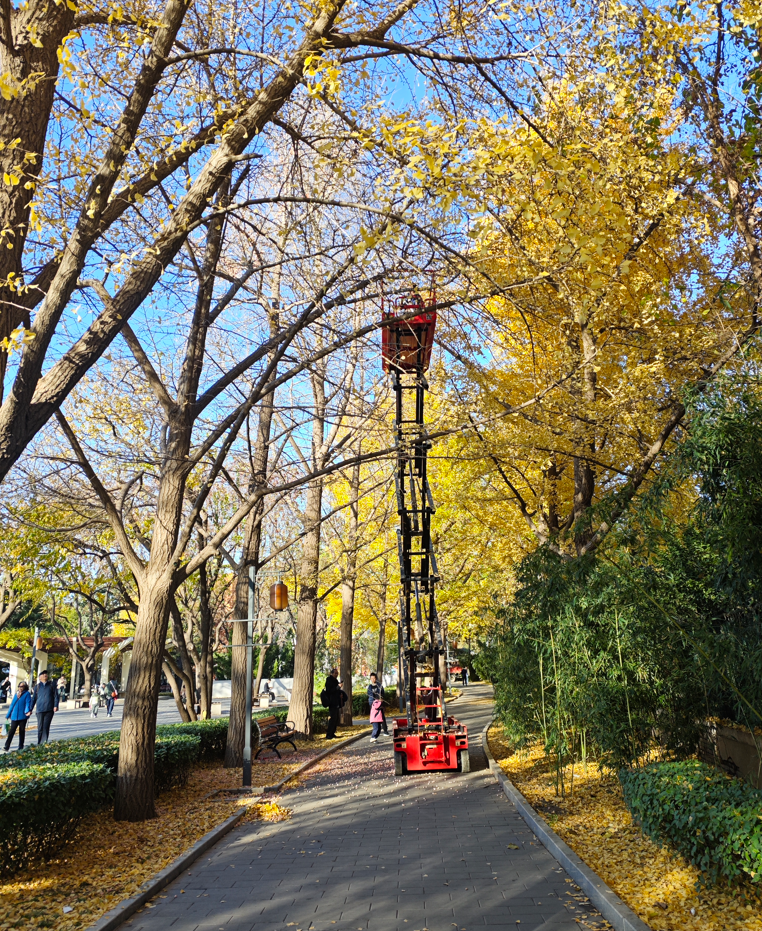 日坛公园工作人员在升降车上进行人工摘果。日坛公园供图