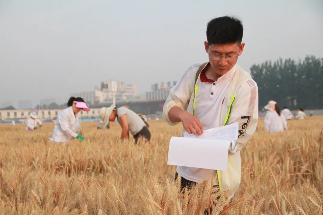 夏收期间，曹新有研究员在试验田选择育种材料。