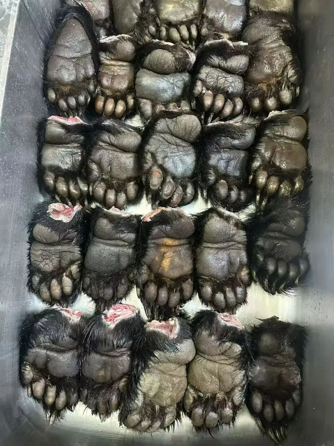 今年9月，道一跟朋友进山里打了10头熊。图 / 讲述者提供