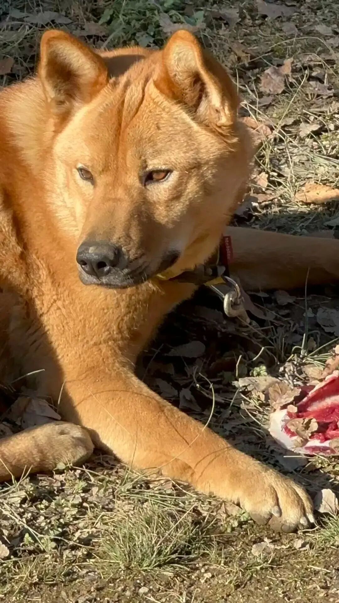 狩猎时，猎人们会带上猎犬。图 / 讲述者提供