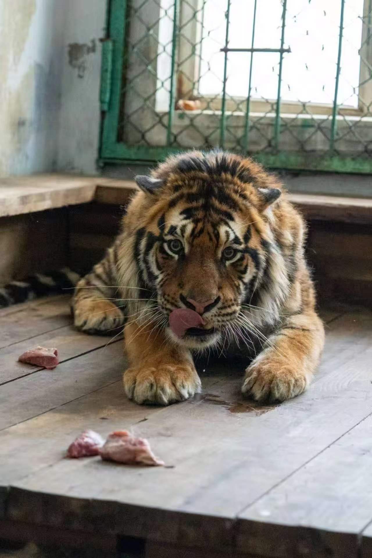 认养东北虎被隐瞒死讯、园方称档案须保密，律师：认养人有知情权