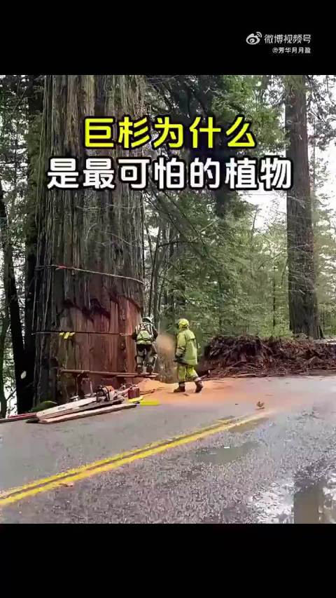为什么美国人要经常看掉巨杉树_新浪新闻