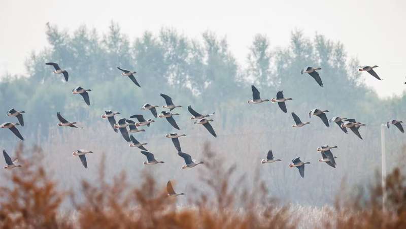 豆雁飞翔。宋会强 摄