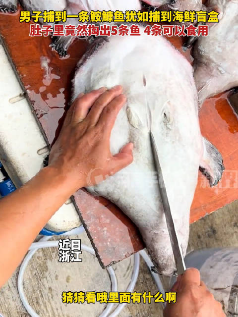 男子捕到一条鮟鱅鱼犹如捕到海鲜盲盒,肚子里竟然掏出5条鱼,4条可以食用|鱼_新浪新闻