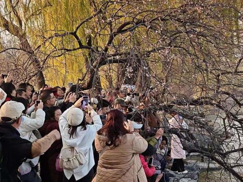颐和园山桃花零星开放。新京报记者 王巍 摄