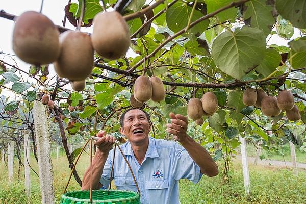绿色产业助力幕阜山区脱贫 视觉中国