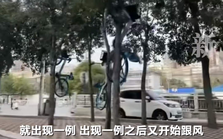 ▲平顶山市区多条街道出现共享单车被人悬挂在路边树木和路牌上的情况。图/新京报我们视频