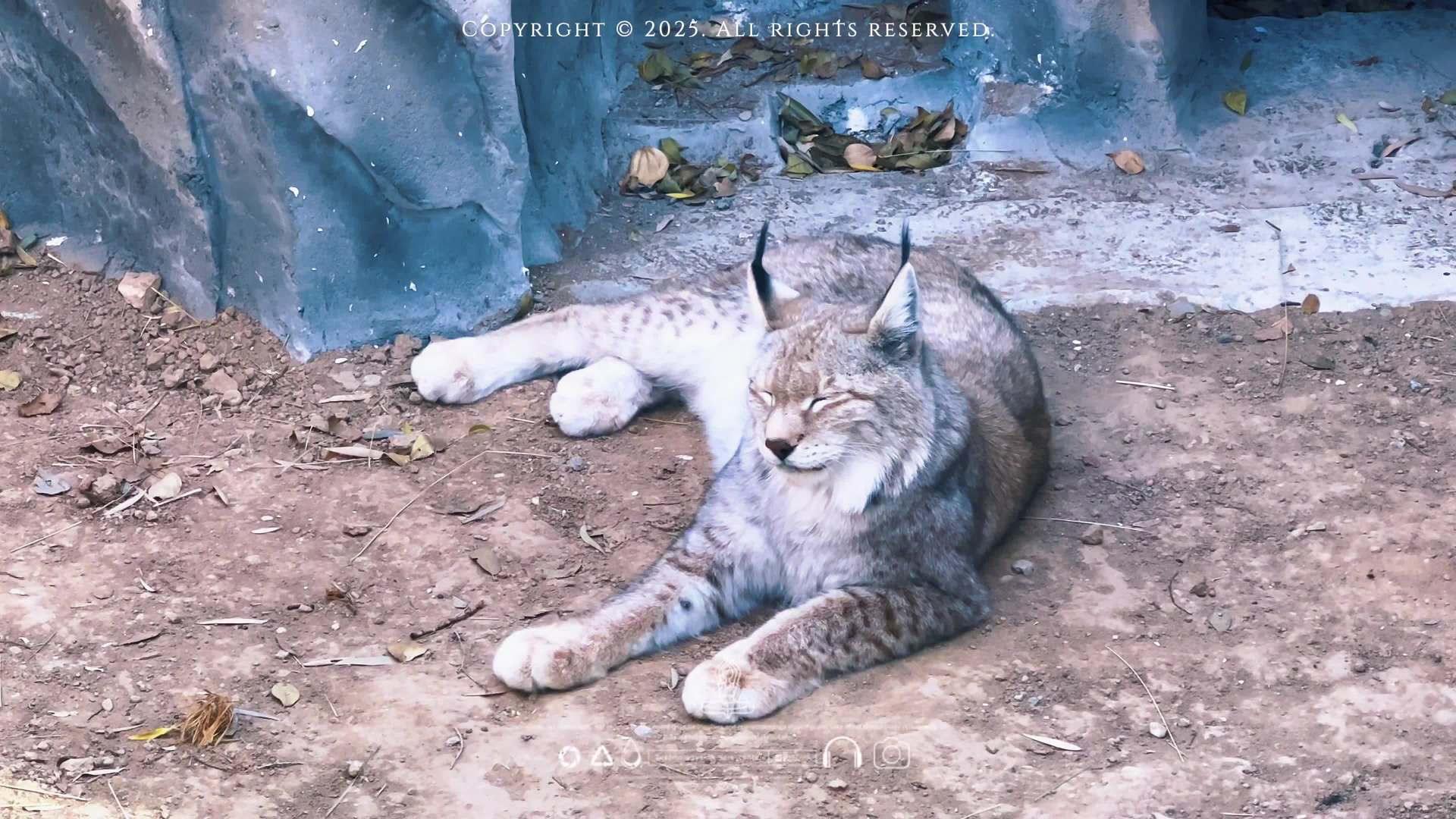 《疯狂动物城2》票房大热 网友喊话动物园猞猁避避风头|电影票房|王一博|林雪|花园宝宝|岩羊_新浪新闻