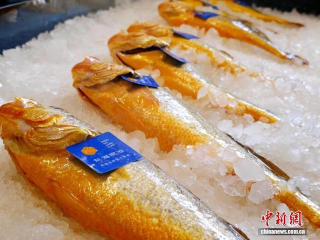 图为“线下大黄鱼销售促消费活动”中，商户展示的冰鲜大黄鱼。吴允杰 摄