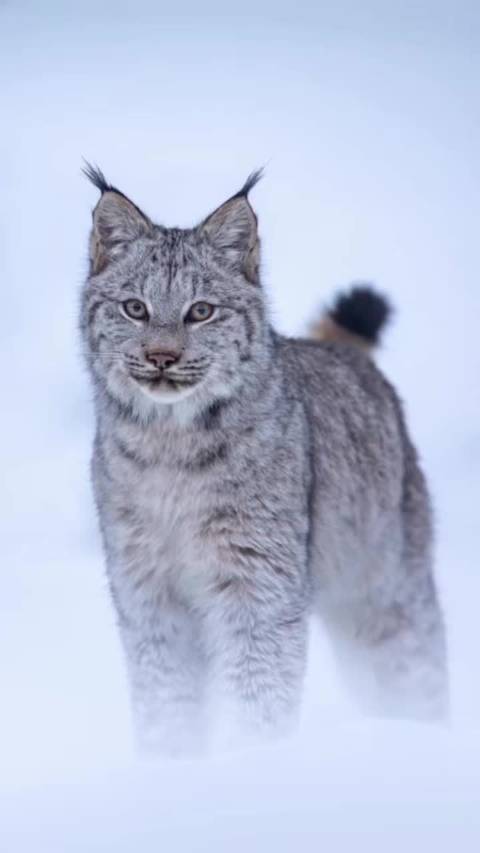 《疯狂动物城2》林雪猁原型加拿大猞猁曝光,大爪专捕雪鞋野兔|哈基米|猎物_新浪新闻