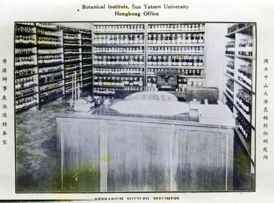 1938年—1942年，中山大学农林植物研究所香港办事处液浸标本室