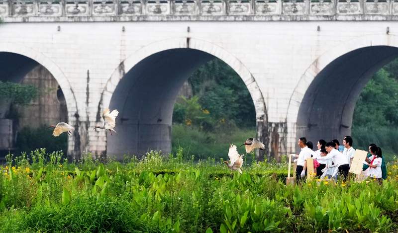 5月22日，四川沐川县举办朱鹮野化放飞大自然活动。图/IC photo