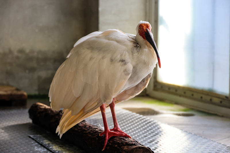 朱鹮“平平”。北京动物园供图