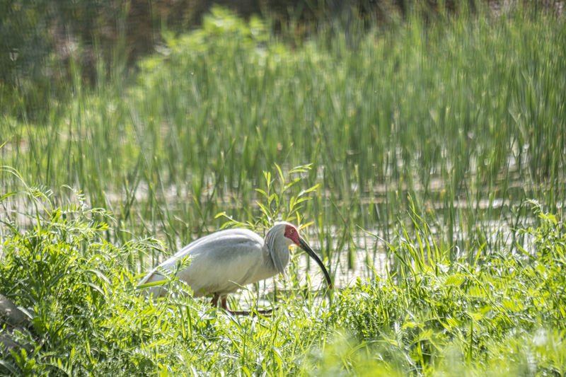 陕西西安周至县，秦岭四宝科学公园里的朱鹮。图/IC photo