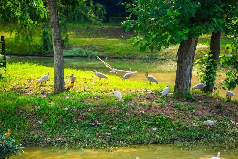 陕西朱鹮故里洋县。图/IC photo