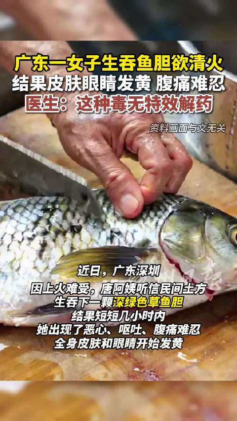 女子为清火生吞鱼胆致肝衰竭,专家提醒:鱼胆无任何药用价值,请勿食用|鱼胆中毒|深圳市|常见鱼胆毒性|广东省_新浪新闻