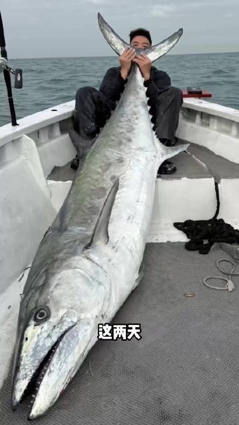 钓友钓到227斤中华马鲛鱼王的第一视角,太刺激了|马鲛鱼_新浪新闻