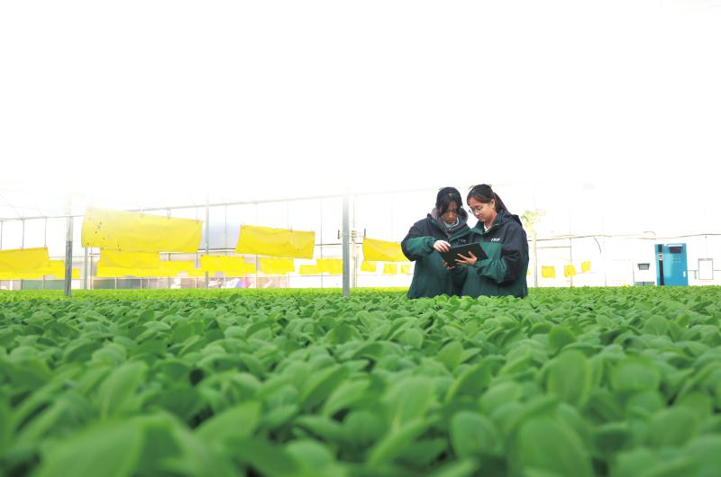 11月27日，位于遂宁市安居区聚贤镇和平村的蔬菜现代农业园区，智慧化改造项目建成投运。张勤宝 摄（C视觉）