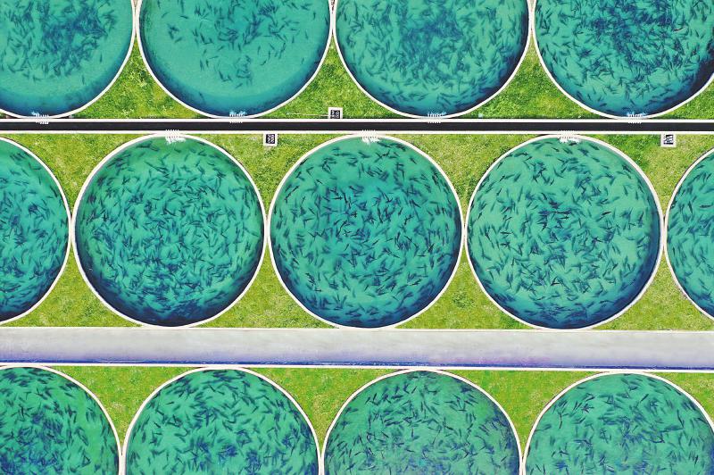 鲟鱼养殖池。受访者供图
