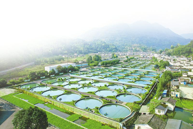 雅安天全，四川润兆渔业有限公司的鲟鱼养殖基地。 受访者供图