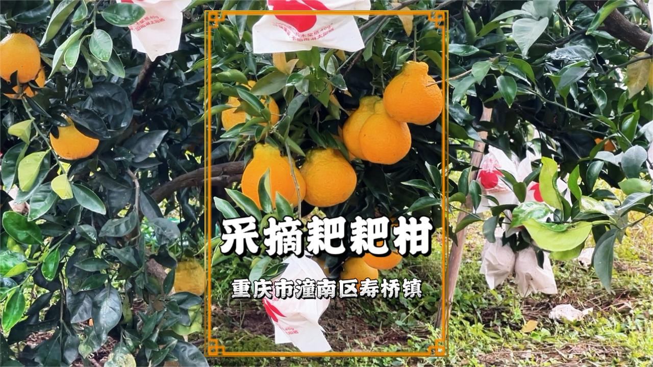 冬游重庆潼南,到寿桥采摘耙耙柑,体验采摘的乐趣|重庆市_新浪新闻
