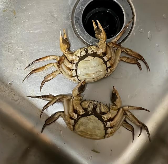真正死螃蟹是这样的（爪子贴着台面）